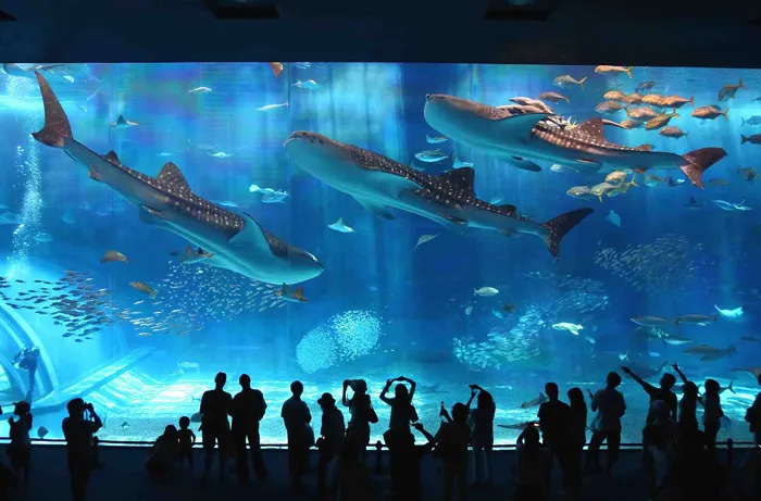 View of Okinawa Churauni Aquarium